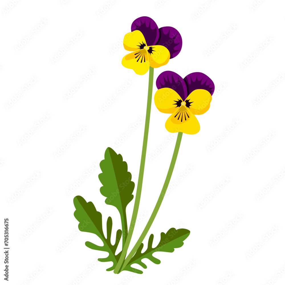 Poster Vector illustration, Wild Pansy or Viola tricolor, isolated on white background.