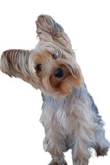 Cute golden Yorkshire terrier, sitting and with funny attitude. Isolated.White background