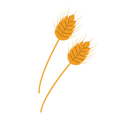 Bunch of wheat ears, dried agriculture wheat. Cereals harvest, agriculture, organic farming, healthy food symbol. Bakery design element vector illustration icon.