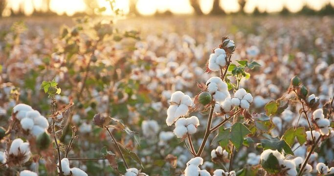 Cotton field in sun rays. Cotton harvesting. Cotton field before harvest