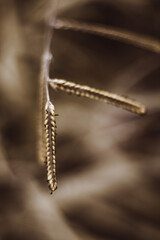 Wild flowers at Tuscany - Meadow - Italy