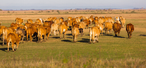 Illustration of herd of cows in the steppes of Hortobagy in Hungary.