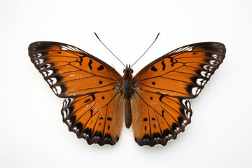 Fototapeta na wymiar Wildlife orange closeup nature insect wings beauty isolated white butterfly macro animal