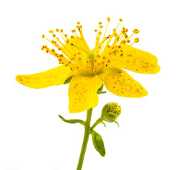 St. John's wort flower