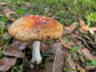 Fly agaric fungus Fly agaric grass with brown leaves
