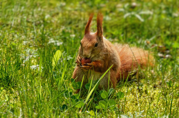 squirrel in the park
