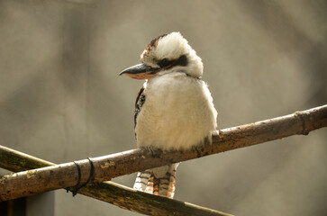 spotted woodpecker
