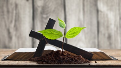 Green seed growing in soil on open Bible Book - obrazy, fototapety, plakaty
