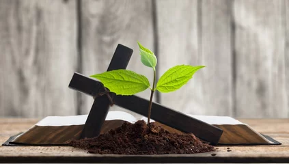 Foto op Plexiglas Green seed growing in soil on open Bible Book © BillionPhotos.com
