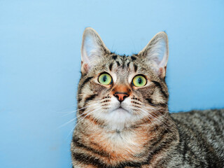 Young tabby cat with Irish green eyes on blue color background. Cute animal with stunning tiger style fur in brown tone.