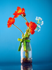 Red color poppy flower bouquet in a glass jar bottle tied by green ribbon. Blue wall background. Beautiful decoration element of a room in a house. Still life. Vertical image