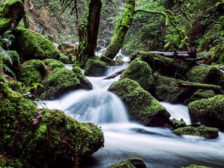 Fototapeta premium Stunning nature scene with fast flowing water in a stream near Torc waterfall. Killarney, Ireland, ring of Kerry route. Magnificent Irish nature landmark and popular tourist area with easy access.