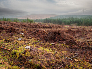 Scene with area of cut down forest with tree stumps. Ecology and care of mother Earth concept. Sourcing products for timber production and fire wood.