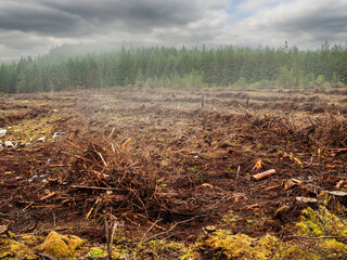 Scene with area of cut down forest with tree stumps. Ecology and care of mother Earth concept. Sourcing products for timber production and fire wood.