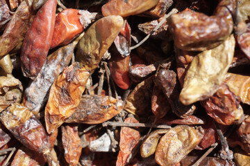 Dry rotten chilies are usually used for seeds