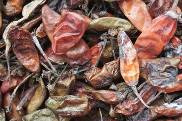 Dry rotten chilies are usually used for seeds