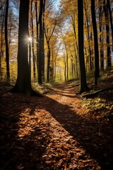 Fototapeta premium Sunlit path through a beech forest in autumn