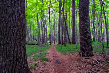 Fototapeta premium trees in the forest