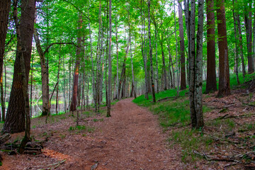 footpath in the forest
