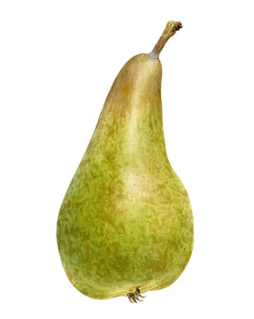 Pear Abate Fetel. Original botanical illustration of a green and brown pear. Hand-drawn realistic botanical illustration on transparent background. 