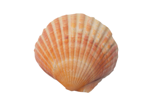 Sea shells for decorating designs