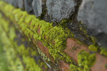 The old stone wall is covered with moss.