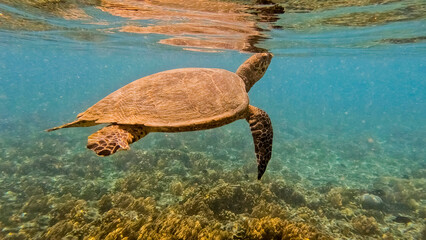 A sea turtle swims underwater.