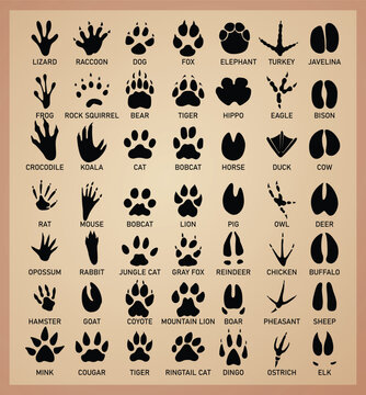 Animal Tracks Paw Print Icon Set stock illustration