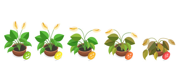 3D Isometric Flat  Conceptual Illustration of Dying Plant, Phases a Flower Withering