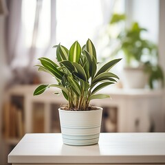 A beautiful houseplant in a white and blue pot sits on a white table in front of a blurry background of a living room