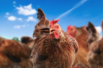 Healthy brown Chicken or hen, farming or agriculture concept