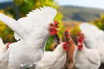 Healthy brown Chicken or hen, farming or agriculture concept