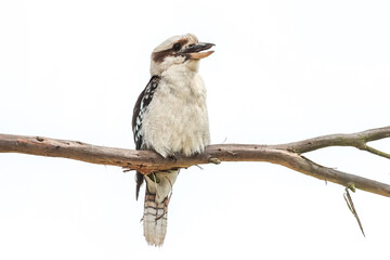 kookaburra