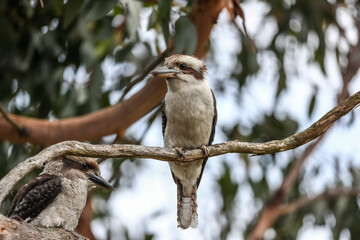kookaburra