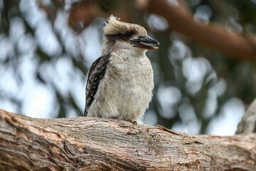 kookaburra