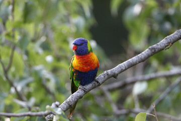 rainbow lorikeet