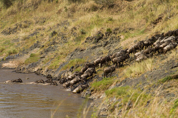 The Great Migration in the Masai Mara