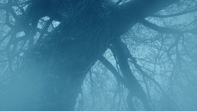 Mist Moving Over Gnarled Old Tree