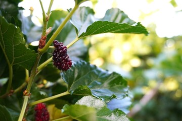 mulberry