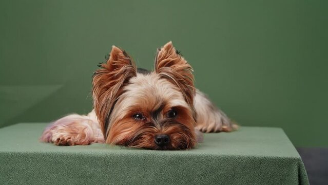 A Yorkshire Terrier dog lies down, eyes attentively capturing the camera, set against a studio's green backdrop