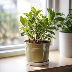 A small potted plant sits on a window sill