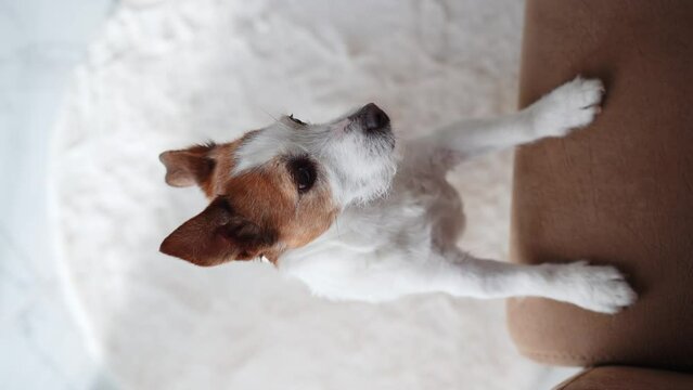 A curious Jack Russell Terrier dog peers up, captured from an overhead perspective