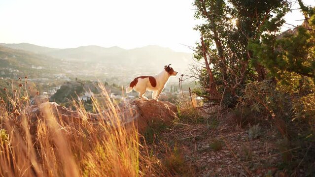 A small Jack Russell Terrier dog stands on a hilltop at dusk, overlooking a scenic valley