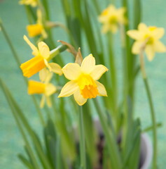 Bouquet of classic yellow narcissus, ornamental city and garden flower, on green background