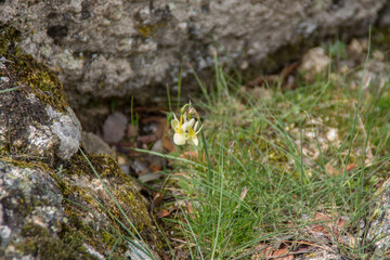 Narcissus pallidulus Graells, Narcissus triandrus 