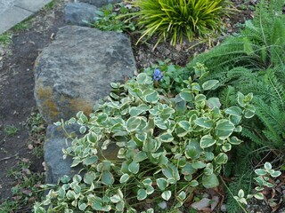 ツルニチニチソウ（斑入り品種）