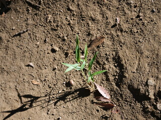 公園に生えているイネ科の雑草