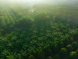 Fototapeta na wymiar Aerial view oil palm plantation tropical forest sunrise