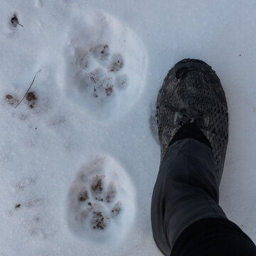 Two Mountain Lion Prints With Hiking Shoe For Size Reference