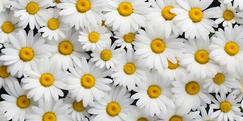 Delicate background of white daisies, top view